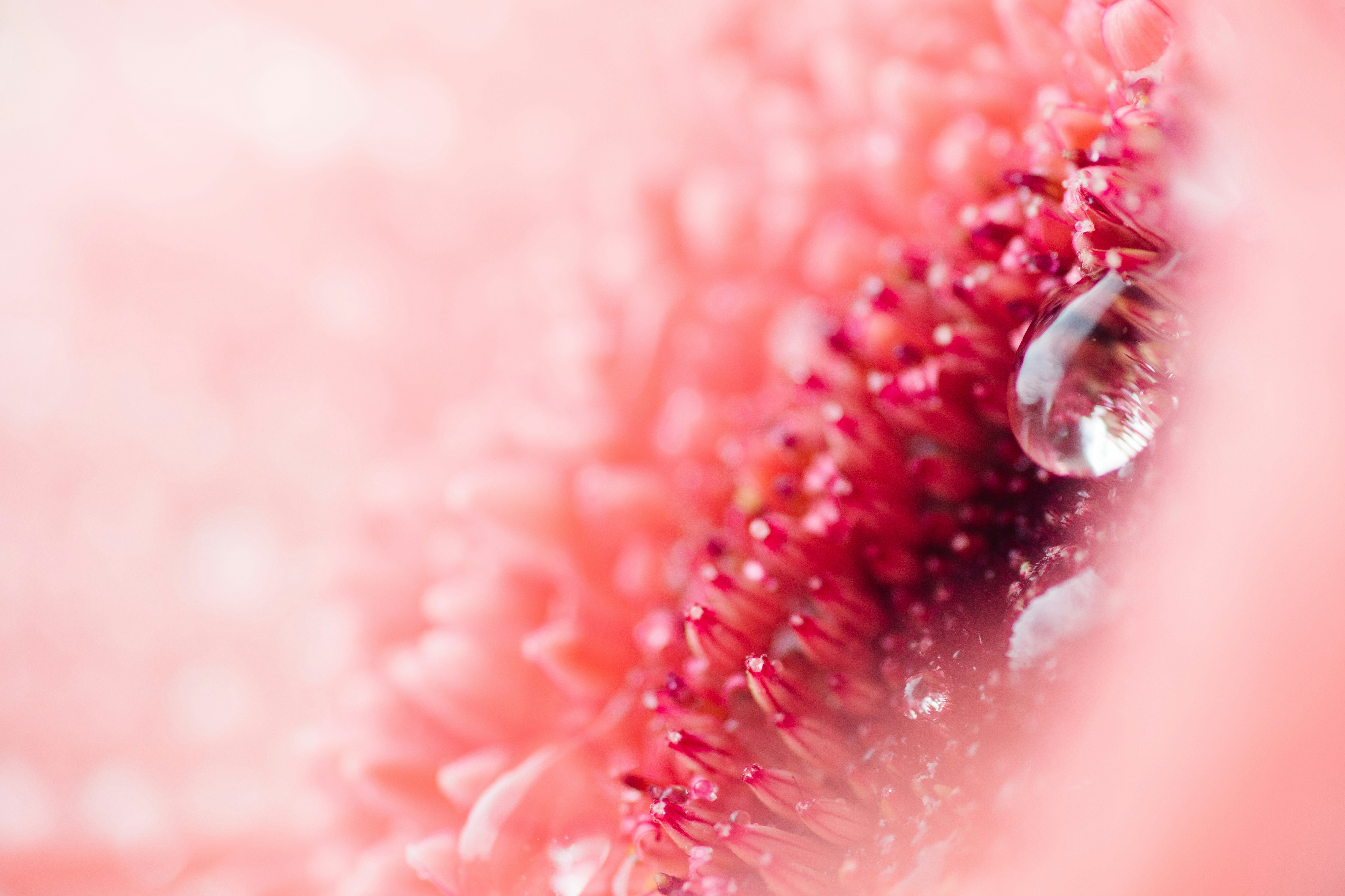 water droplets on pink flower petals